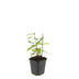 48x Hypericum inodorum 'Annebel' - ↕10-25cm - Ø9cm Bild 2