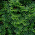 GreenboutiQ Thuja Smaragd, 6 Heckenpflanzen, immergrün, 60cm Bild 5