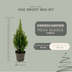 2x Picea glauca Perfecta - 15 cm Ø - 40 cm ↨ Bild 2