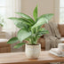 Aglaonema Silverado Pflanze im Ø14cm Topf, 40cm hoch Bild 2
