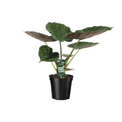 Alocasia Wentii Elefantenohr - Ø19cm - ↕70cm