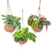 Kokodama Maranta Mix - Set of 3 - 15cm Ø - Hanging Leaf Art Bild 1