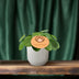Pilea Peperomioides Ø12, Topfhöhe 20 cm - Pflegeleichte Zimmerpflanze Bild 3