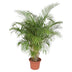 Areca-Palme (Dypsis Lutescens) 200 cm, ø40 cm Topf Bild 1