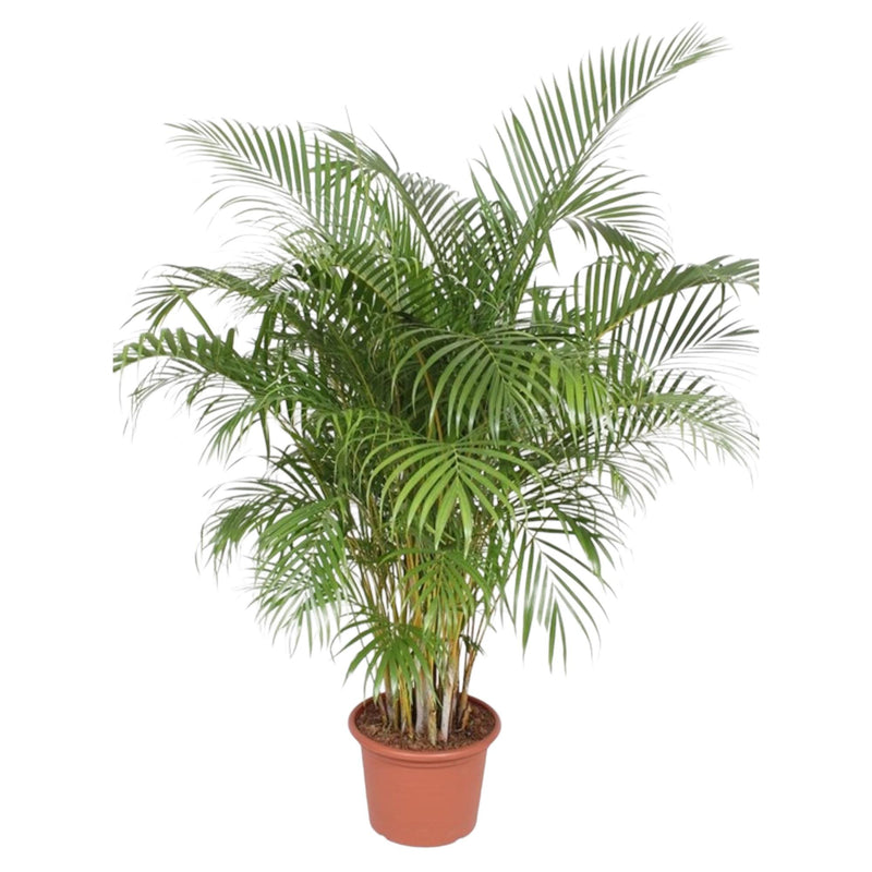 Areca-Palme (Dypsis Lutescens) 200 cm, ø40 cm Topf