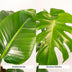 Strelitzia Nicolai & Monstera Deliciosa Pflanzen-Set (Ø19cm, ↕85cm / Ø21cm, ↕75cm) Bild 4