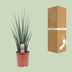 Sansevieria Fernwood Mikado - 80cm tall indoor plant in a 19cm pot Bild 4