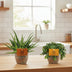 2x Aloe Spider & 2x Sedum Tornado - 4er Set - Ø10,5cm Bild 3