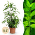Green boutiQ - Zimmerpflanzen - Dracaena surculosa - Drachenbaum - Wenig Pflege - Grün - 2 Pflanzen - Topf 17cm - Höhe 60-70cm Bild 1