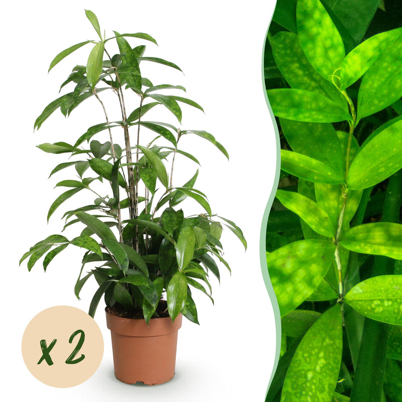 Green boutiQ - Zimmerpflanzen - Dracaena surculosa - Drachenbaum - Wenig Pflege - Grün - 2 Pflanzen - Topf 17cm - Höhe 60-70cm