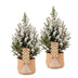 2x Picea glauca Conica - Zuckerhutfichte - Grün - Weiß - Weihnachtsbaum - inkl. Jutesack - Ø17cm - ↕65cm Bild 2