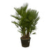 Mehrstämmige Zwergpalme (Chamaerops Humilis) 160-180cm Bild 1