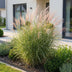 Green boutiQ - Gräser - Miscanthus sin. Morning Light - Pampasgras - Mit Feder - Silber - 24 Pflanzen - Topf 11cm - Höhe 15-25cm Bild 6