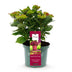 Hortensie 'Ruby Tuesday & Saphire' im 23cm Topf, ca. 55cm hoch, rote Blüte Bild 2