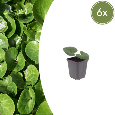 6x Haselwurz (Asarum europaeum) - 10-25cm - Ø9cm