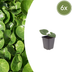 6x Haselwurz (Asarum europaeum) - 10-25cm - Ø9cm Bild 1