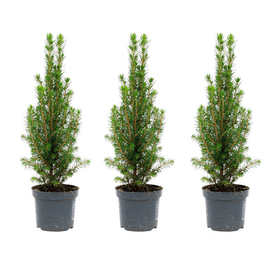 3x Mini-Weihnachtsbaum Christmas Tree - Picea Glauca Perfecta - 25-30 cm