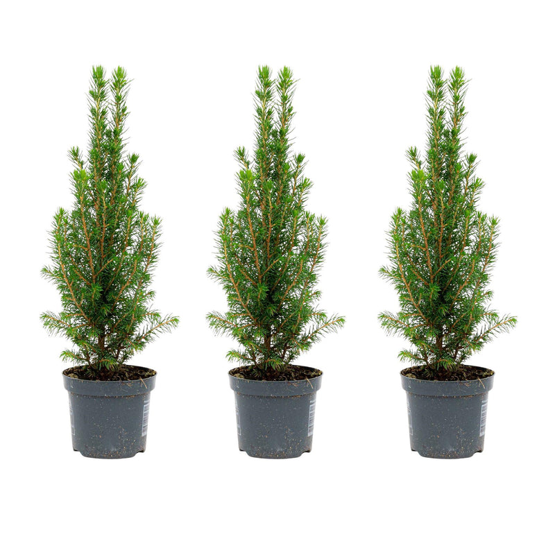3x Mini-Weihnachtsbaum Christmas Tree - Picea Glauca Perfecta - 25-30 cm