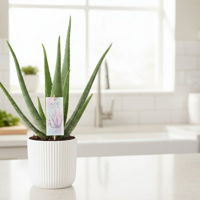 Aloe Vera P14 – Zierpflanze im 14cm Topf, 45cm hoch