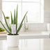 Aloe Vera P14 – Zierpflanze im 14cm Topf, 45cm hoch Bild 2