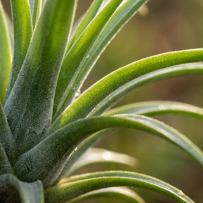 Tillandsia Luftpflanze im Dekor - Ø 14 cm - Höhe: 30 cm