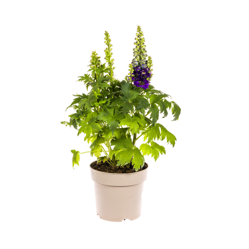 Allium 'Purple Sensation' - Ø19cm pot, 45-60cm tall