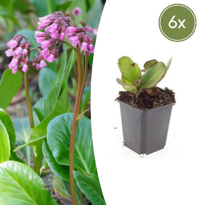 6x Bergenia cordifolia 'Herbstblüte'  - ↕10-25cm - Ø9cm