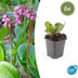 6x Bergenia cordifolia 'Herbstblüte'  - ↕10-25cm - Ø9cm Bild 1