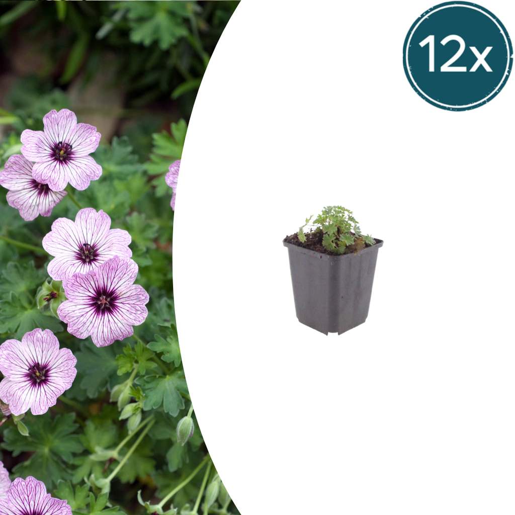 Geranium cinereum 'Ballerina' im 9cm Topf, 10-25cm hoch (12 Stück)