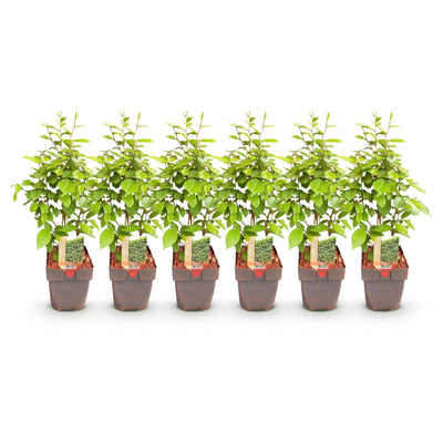 GreenboutiQ Hainbuchen-Hecke: 6x Carpinus betulus, 1m, Topf 17cm, Höhe 55cm