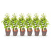 GreenboutiQ Hornbeam Hedge: 6x Carpinus betulus, 1m, 17cm pot, 55cm height Bild 2