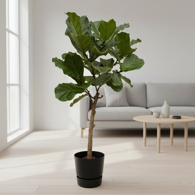 Ficus Lyrata Geigenfeige im Elho Topf, 160 cm, Ø30 cm