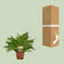 Blechnum Silver Lady Farn – Ø17cm – ↕50cm Bild 4