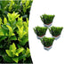 6er-Pack Euonymus 'Green Spire' - 15cm hoch, Ø 7cm Topf Bild 1