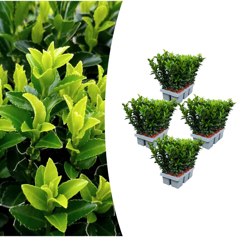 6er-Pack Euonymus 'Green Spire' - 15cm hoch, Ø 7cm Topf