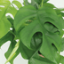 Kokodama Monstera Minima Hanging - 2 Plants Ø15cm, ↕25cm Bild 4