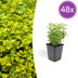 48x Euonymus 'Emerald 'n Gold' - 10-25cm - Ø9cm Bild 1
