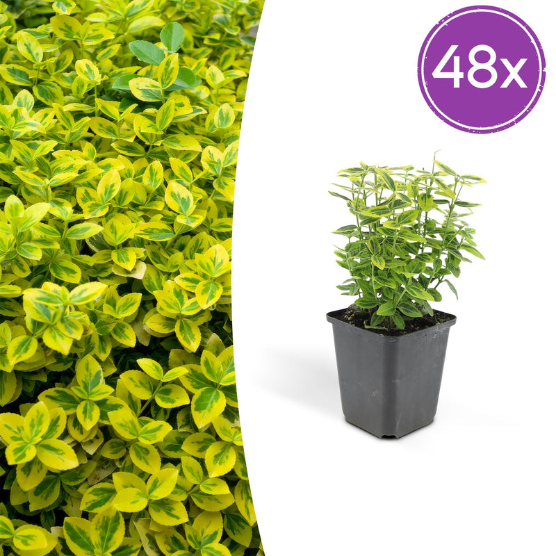 48x Euonymus 'Emerald 'n Gold' - 10-25cm - Ø9cm