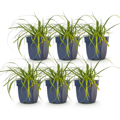Green boutiQ - Grasses - Carex oshimensis Evergreen - Japanese Sedge - Evergreen - Green - 6 plants - Pot 11cm - Height 15-25cm