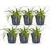 6x Japanisches Berggras Carex oshimensis Evergreen, Topf 11cm, 15-25cm Bild 2
