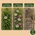 12x Passiflora Rainbow (Regenbogen-Passionsblume) - 35cm - Ø9cm Bild 6