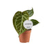 Anthurium Crystallinum Samtblatt Silberadern Ø12cm H20cm Bild 1