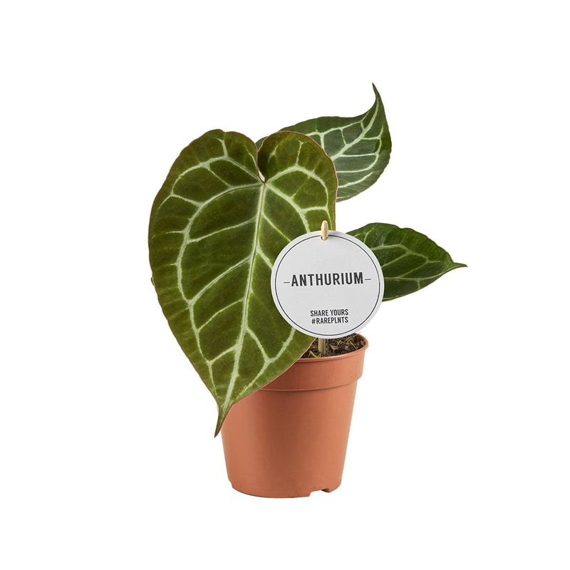 Anthurium Crystallinum Samtblatt Silberadern Ø12cm H20cm