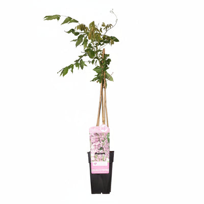 2x Glyzinie 'Rosea' - Wisteria floribunda - Höhe ca. 65cm, Topf Ø15