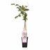 2x Wisteria 'Rosea' - Wisteria floribunda - height approx. 65cm, pot Ø15 Bild 2