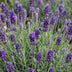 Green boutiQ - Stauden - Lavandula ang. Munstead - Lavendel - Duftend - Lila - 24 Pflanzen - Topf 11cm - Höhe 15-25cm Bild 5