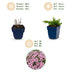 Green boutiQ - Perennial - Phlox Rosette - Flame Bloom - Ground Cover - Pink - 12 Plants - Pot 11cm - Height 15-25cm Bild 9
