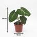 Green boutiQ - Philodendron Gloriosum - Gloriosum Philodendron - 4 Pflanzen - Topf 12cm - Höhe - 25cm Bild 5