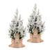 2x Picea glauca Conica - Zuckerhutfichte - Grün - Weiß - Weihnachtsbaum - inkl. Jutesack - Ø19cm - ↕65cm Bild 2