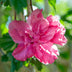 GreenboutiQ - Stamm Pflanze - Hibiscus syriacus Magenta Chiffon® - Terrassen Pflanze - Laubabwerfend - Winterhart - Rosa Blüte - Topf 19cm Höhe 90cm Bild 5